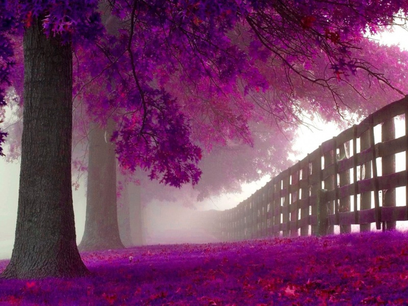 非主流紫色风景图片唯美壁纸