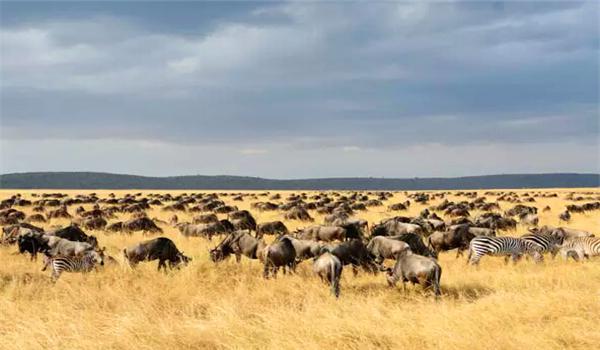 肯尼亚的撒哈拉沙漠与野生动物保护区